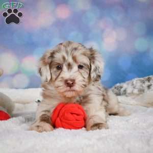 Lucy, Mini Goldendoodle Puppy